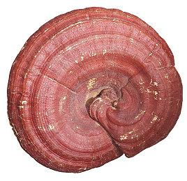 难度稍微降低！ 《丝之歌》首个补丁下周上线